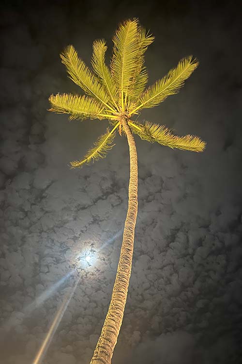 L-010 coconut palm exterior lighting gallery