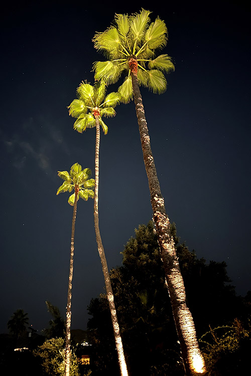 L-011-8w-sp-30-mexican-fan-palms2
